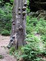 2010-06-12, Uttewalder Grund (47)